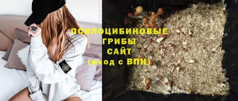 Галлюциногенные грибы Psilocybe  Саки 